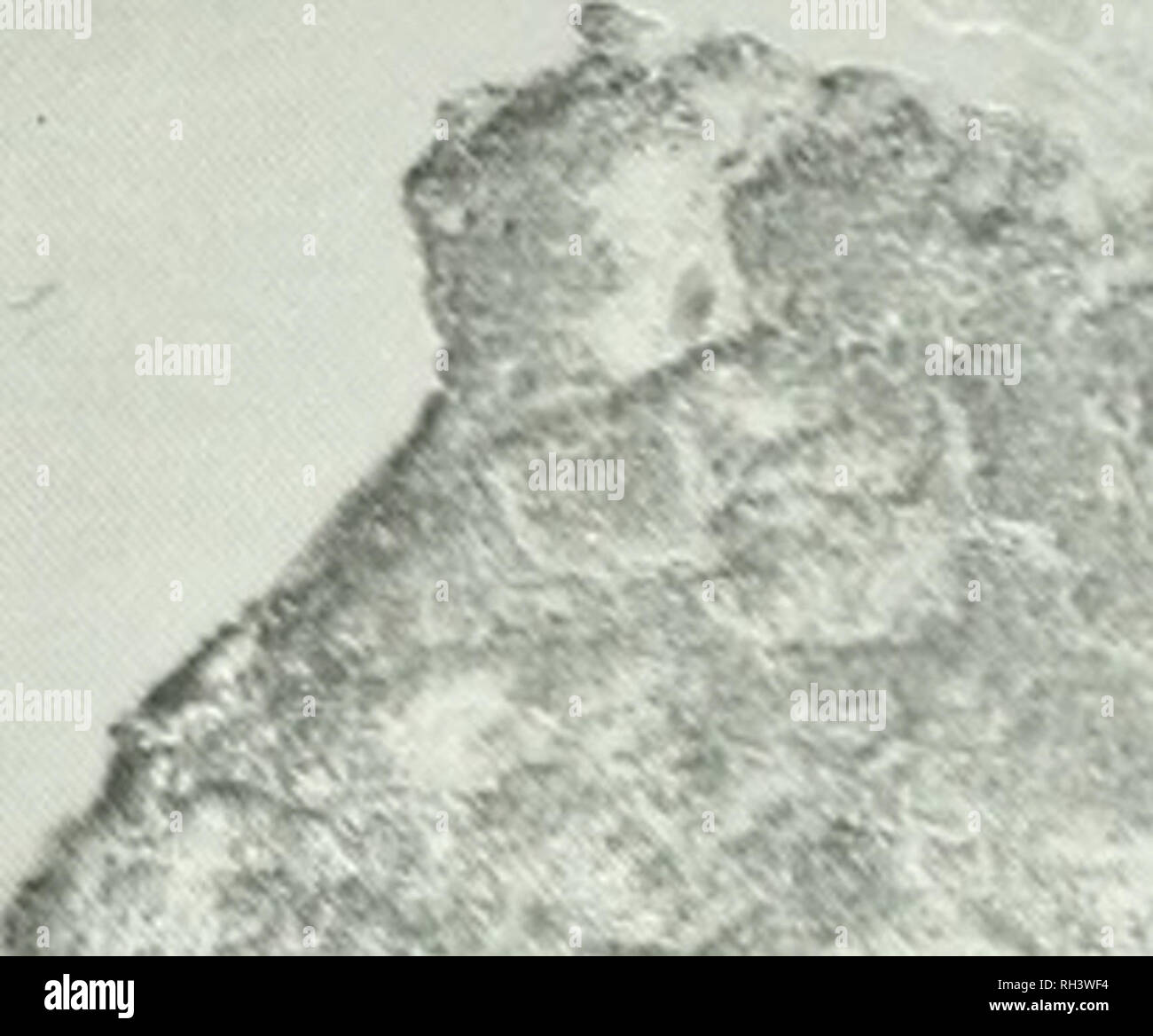 . Brigham Young University science Bulletin. Biologie -- Zeitschriften. . Abb. 41. Colclfish See Region zwischen tlie Eaglenest, auf dem Lett, und Spatsizi Plateau, auf der rechten Seite. Lo-cality6 ist auf dem Campingplatz und ist auf glazialen Material, am See Margenhinterlagen geändert. Das Eaglenest Palette wird von Jurassic vulkanischen Felsen gehalten, während die Spatsizi Plateau weitgehend durch tertiäre Sustut Forma gehalten wird. Ritlms L. arcticus Ort # 26, RC 38, vom 19. Juni. Holz öffnen, auf eiszeitliche Moräne. Malus Mill. ssp. melanoldsius (Dieck.) Focke Ort #19, RC 1,33, 28. Juni. Holz, Granit, Stockfoto