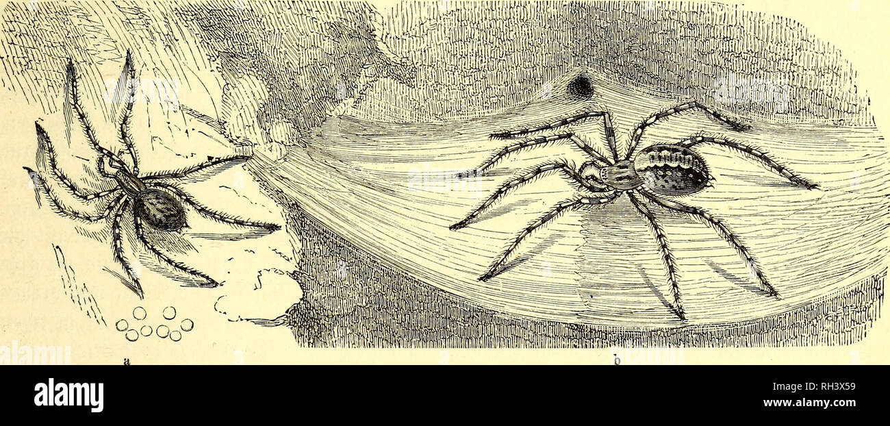 . Brehms Tierleben: allgemeine Kunde des Tierreichs: mit 1800 Abbildungen im Text, 9 Karten und 180 Abb. auf Tafeln in Farbendruck und Holzschnitt. Zoologie; das Verhalten der Tiere. attcttmignatte. £ au § fpinrte. 711 meint, Tasche ein Söeibdjen Brei © ef) äufe bereite, Ba £ erfte mit400, BA 3 lefete mit 100 (Stern, fo baß Fid^ bie © efamtgalit btefer in mefjr beliefe sich auf £ 700, tt" ein £ allerbing 3ein SBemeiso oon Groger grudjtbarfeit fein mürbe, raeldje Mann ftdj jebod) bei reichlicher £ eu | d) Reden = foft eben nidjt § u muntern brauche. 2) ic in ben SBBtnfeln t) auf (Scheunen, Ställen, (Mirdjen unb überhaupt oon allen Nid Stockfoto