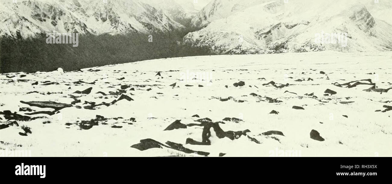 . Brigham Young University science Bulletin. Biologie -- Zeitschriften. Biologische Serie, 'ol. 14, Nr. 4 Aufklärung des nördlichen British Columbia 25. Abb. 22. Westlich über dem westlichen Rand des Spatsizi Plateau von 57°42'N, 128°43' W, über Goldfische See V'aUev in das Eaglenest während einer der ersten großen schneestürme Anfang August. Die Schneegrenze ist über die timberhne und Schnee decken die oberen - elevation Tundra Oberflächen auf den vulkanischen Felsen im Hintergrund und auf Flachen entwickelt - liegende kieselsäurehaltigen Sedimentgesteine im Vordergrund. Alpine Tundra. 26. Juli; #26, RC 152, 11. Juli Stockfoto
