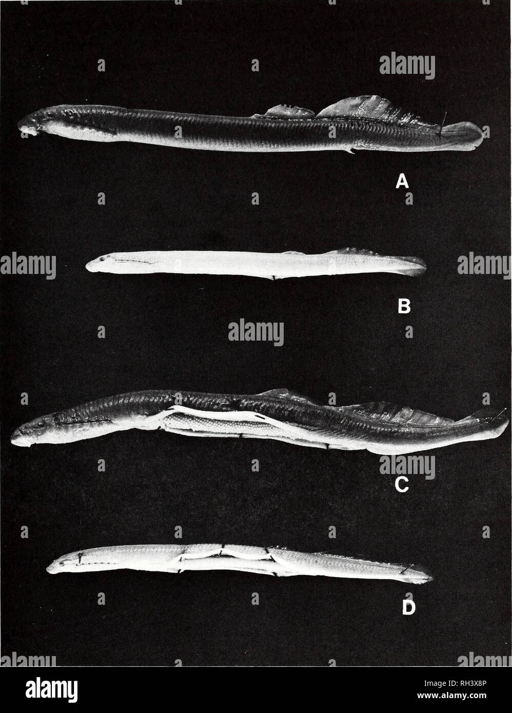 . Brimleyana. Zoologie; Ökologie; Natural History. Mindestens Bachneunauge in Kentucky 97. Abb. 5. Exemplare der Lampetra aepyptera aus Kentucky. A, vollständig nuptial Männlich (WKS 720-01, 136,6 mm TL) von Taylor Branch, McCreary County, 16. April 1977. B, Teilweise neotenic Männlich (SIUC grausame, unmenschliche oder erniedrigende Behandlung oder Strafe., 101,6 mm TL) von dosenschildkröte Creek, Graves County, 4. April 1980. C, Voll nuptial Weiblich, gleichen Daten als (147,2 mm TL), mit Bauchdecke beiseite festgesteckt Zölom mit reifer Eizellen verpackt zu zeigen. D, teilweise neotenic Weiblich, gleichen Daten wie B (114,8 mm TL), mit Bauchdecke beiseite festgesteckt Zölom mit Erwachsenen ov verpackt zu zeigen Stockfoto