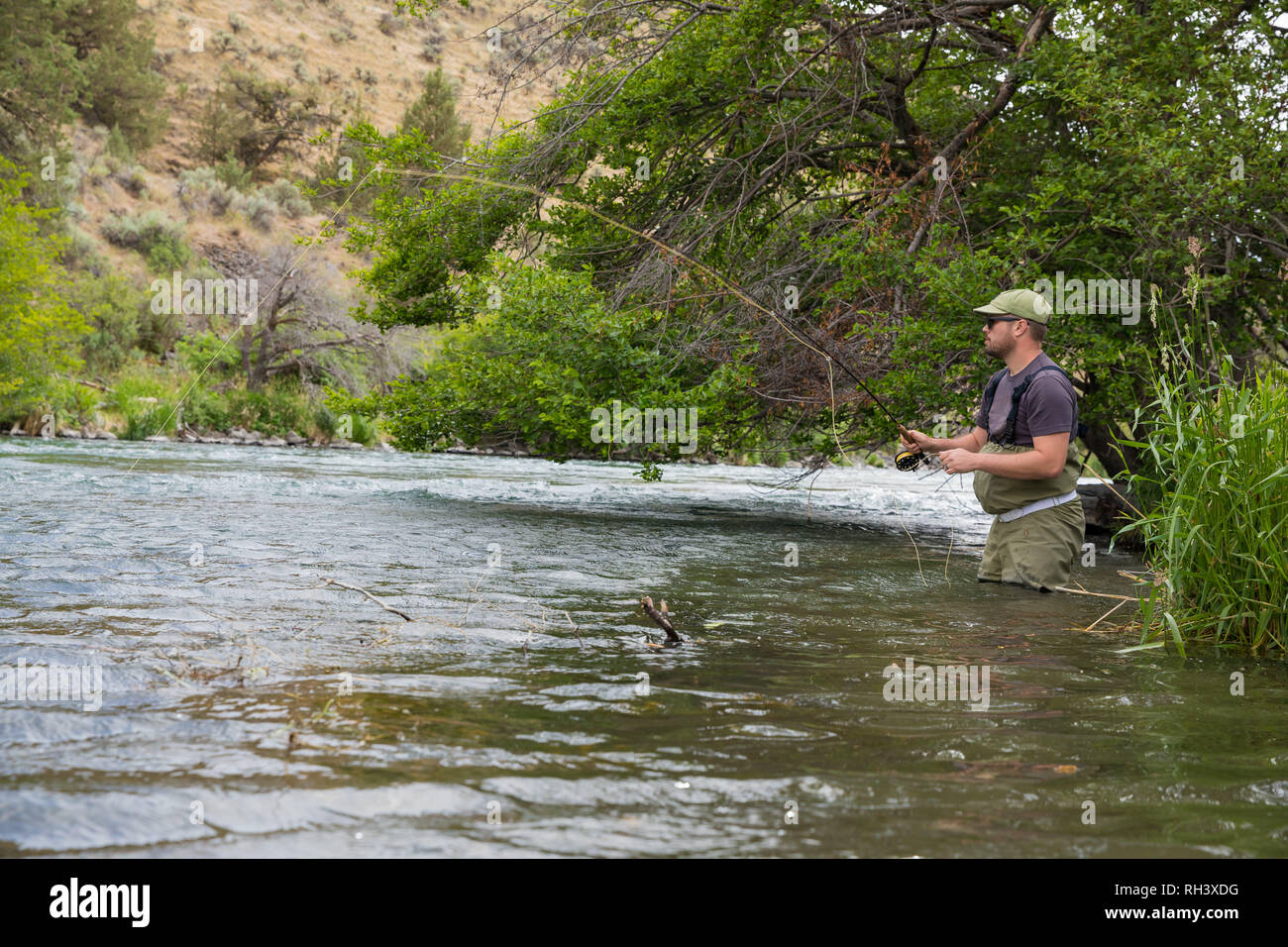 Dedizierte Fliegenfischer arbeitet am Ufer des Flusses mit einem grasbewachsenen Ufer auf der unteren Deschutes während Fliegenfischen für native redside Regenbogenforelle Stockfoto