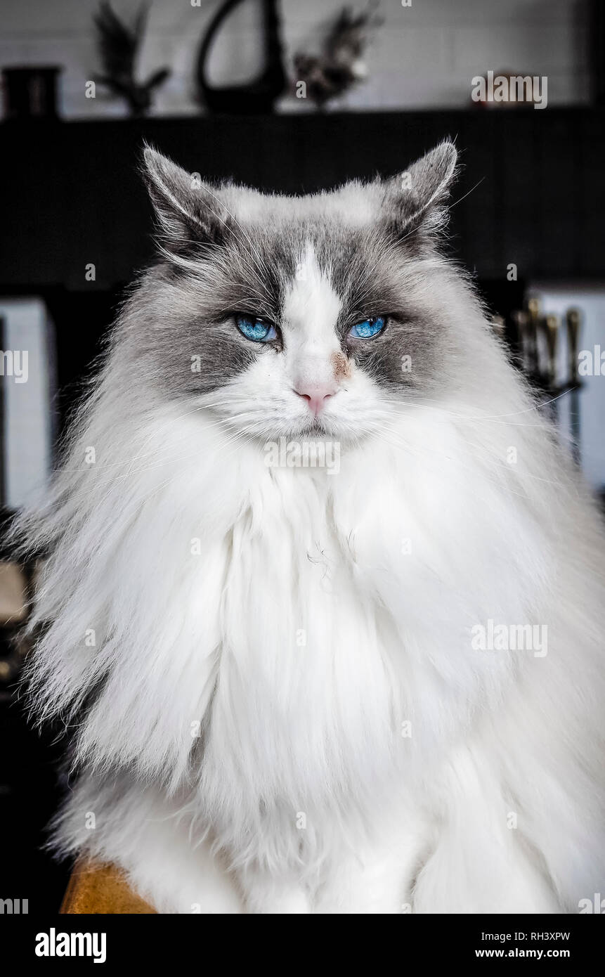 Eines männlichen Ragdoll Cat Tragen eines schweren oder nachdenklichen Ausdruck Stockfoto