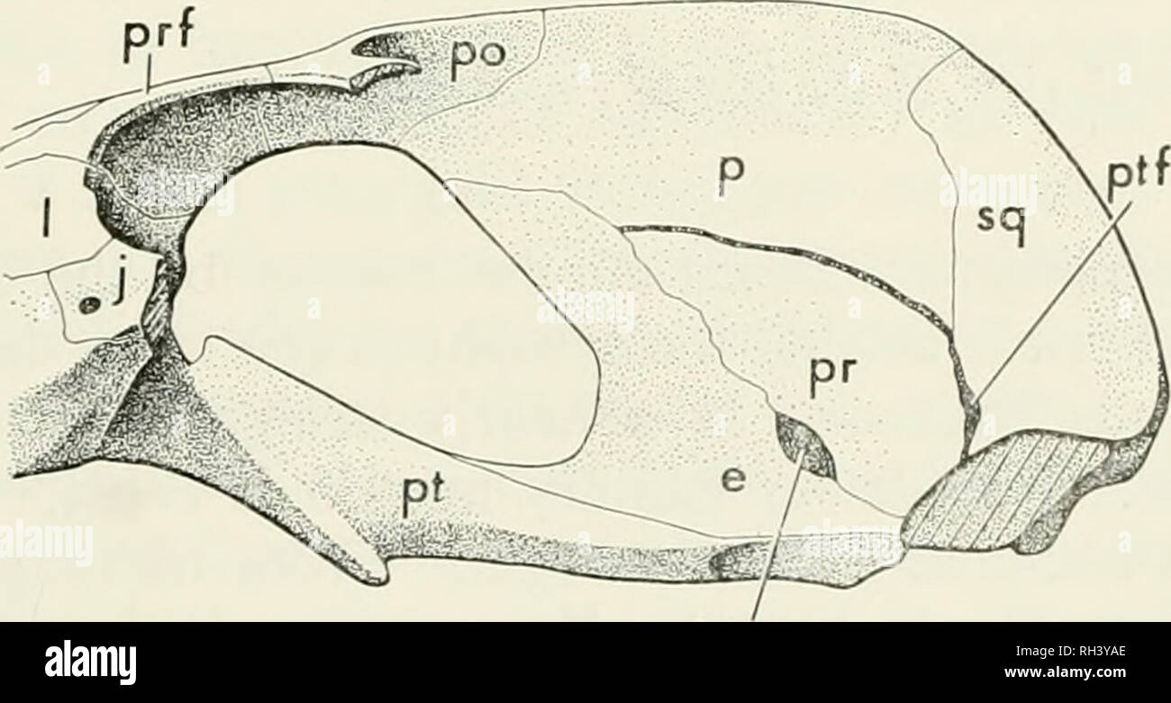 . Breviora. Abb. 5. Okzipitalen Ansicht des Probainognathus Schädel. Auf dem hinterhauptbein (Abb. 5), die ungewöhnliche posterioren Ausmaß der sagittalen Kamm hat im oberen Teil des Okzipitalen Gesicht der Schädel wird eher konkave als in Probelesodon geführt. Nähte zwischen tabulars und postparietal mit den Abgesicherten okzipitalen Elemente sind schwer zu ermitteln. Die posttemporal fenestrae sind klein.. V 2 + 3 Abb. 6. Seitliche Ansicht des braincase Region Probainognathus; der Jochbeinbogen entfernt.. Bitte beachten Sie, dass diese Bilder aus gescannten Seite Bilder, die digital enh wurden extrahiert werden Stockfoto