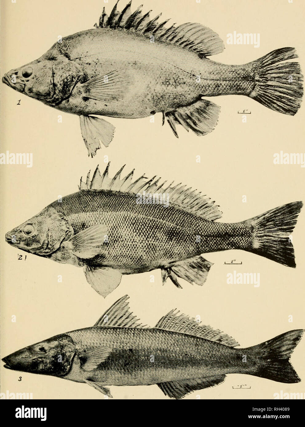 . Ein kurzer Überblick über die Fischerei von New South Wales, gegenwärtige und potentielle... NSW Fischerei Fischerei. Kurze Zusammenfassung der Fischerei von N.S.W. Platte. Hi^^^^^^^ - einige gemeinsame FISCHE VON NEW SOUTH WALES, (r) Goldene Barsch oder "Gelben Bauch, "Plectroplites ambiguus (Richardson). (2) Silber Barsch oder "Grunter, "Terapon ellipticus (Richardson). (3) Sand Wittling, Ancistrus ciliata ICmv. und Val.). (4) River Hornhecht, Hemirhamphns regularis (Giinther).. Bitte beachten Sie, dass diese Bilder aus gescannten Seite Bilder, die digital für die Lesbarkeit verbessert haben mögen - Färbung und extrahiert werden Stockfoto