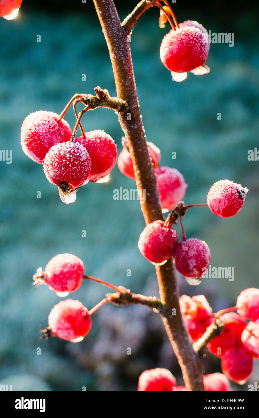 Rote Früchte von Wildtieren frosted auf ornamental Crab Apple tree Malus x robusta Red Sentinel im Januar unverändert in einen Englischen Garten Stockfoto