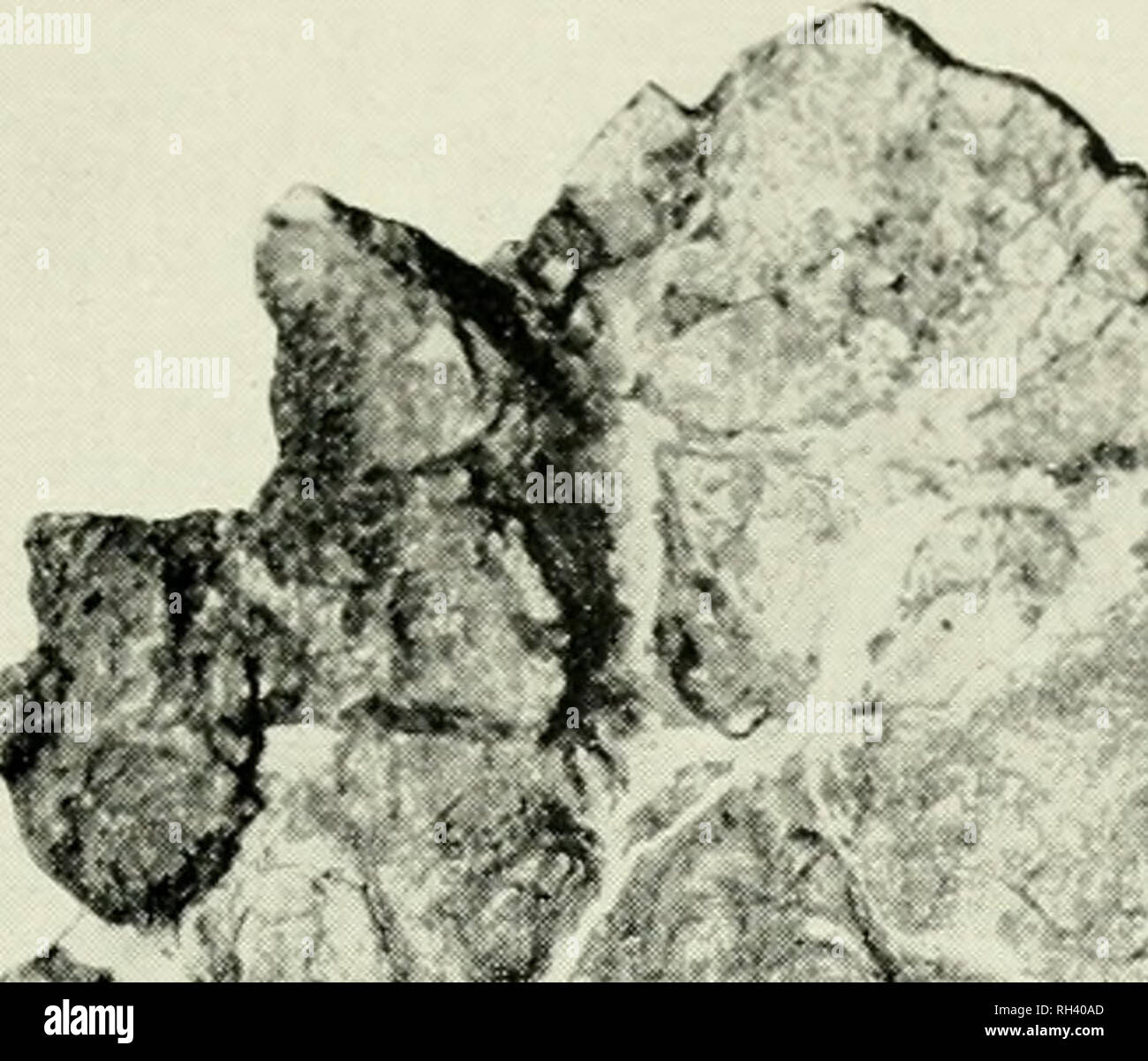 . Breviora. 1971 NEUE VENEZOLANISCHE FOSSILEN PELOMEDUSID 21. - ^^•^^.. Bitte beachten Sie, dass diese Bilder sind von der gescannten Seite Bilder, die digital für die Lesbarkeit verbessert haben mögen - Färbung und Aussehen dieser Abbildungen können nicht perfekt dem Original ähneln. extrahiert. Harvard University. Museum für Vergleichende Zoologie. Cambridge, Mass., Museum für Vergleichende Zoologie, Harvard University Stockfoto