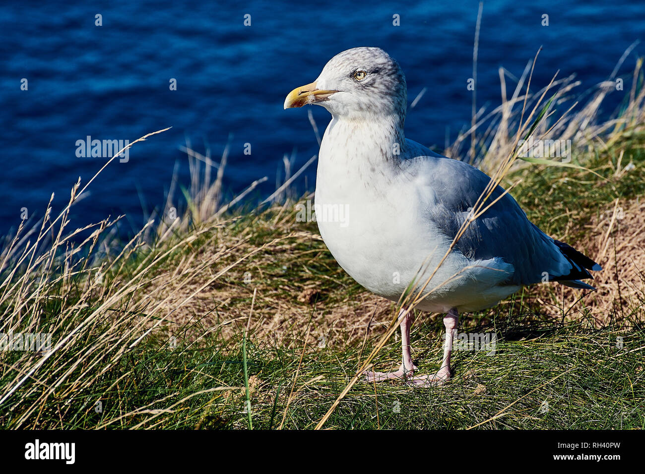 Junge Silbermöwe mit hellen Augen sitzt auf der Wiese vor dem Ozean auf einem sunhine Tag Stockfoto