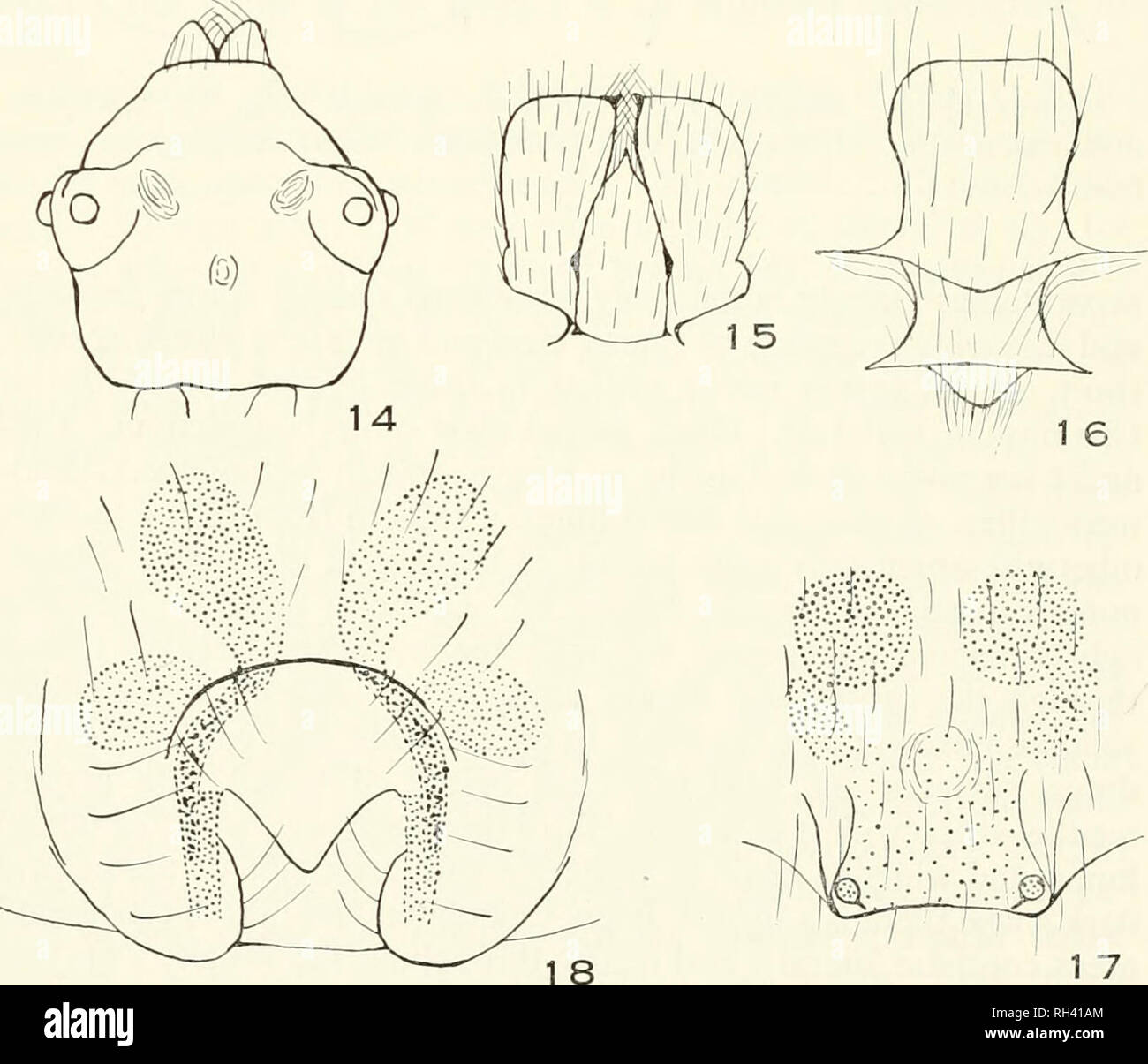 . Breviora. 10 BREVIORA Nr. 289 MlAGRAMMOPES LARUNDUS Sp. nOV. Abbildungen 14-17 Holotypus. Die Frau von der Insel Barro Colorado, Panama Canal Zone, August, 1950. Der Name der Spezies ist eine willkürliche Kombination aus Buchstaben. Beschreibung. Gesamtlänge vom vorderen Rand des erweiterten cheli - cerae am hinteren Ende von Spinndüsen 4,92 mm. Panzers 1,23 mm; 1,32 mm Breite auf der Ebene der seitlichen okuläre Tuberkel, wo es möglichst; 0,45 mm groß auf Höhe der Augen, in denen sie am höchsten ist; mit Rillen und Vertiefungen gut entwickelt (Abb. 14); Depressionen medial zu mir tief und auffällig; Teilung und Cou Stockfoto