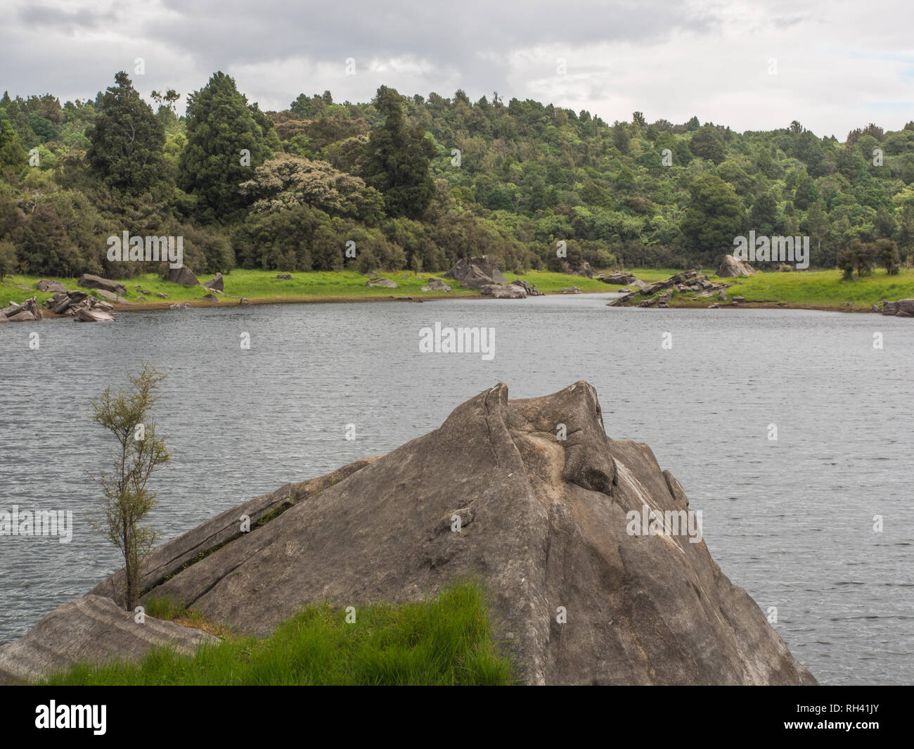 Ephemere Feuchtgebiete im Sommer, schöne ruhige Landschaft, Natur, See Kiriopukae, Te Urewera National Park, North Island, Neuseeland Stockfoto