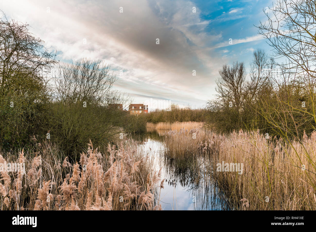 Auge Grün lokale Naturschutzgebiet, Peterborough, Cambridgeshire, England Stockfoto