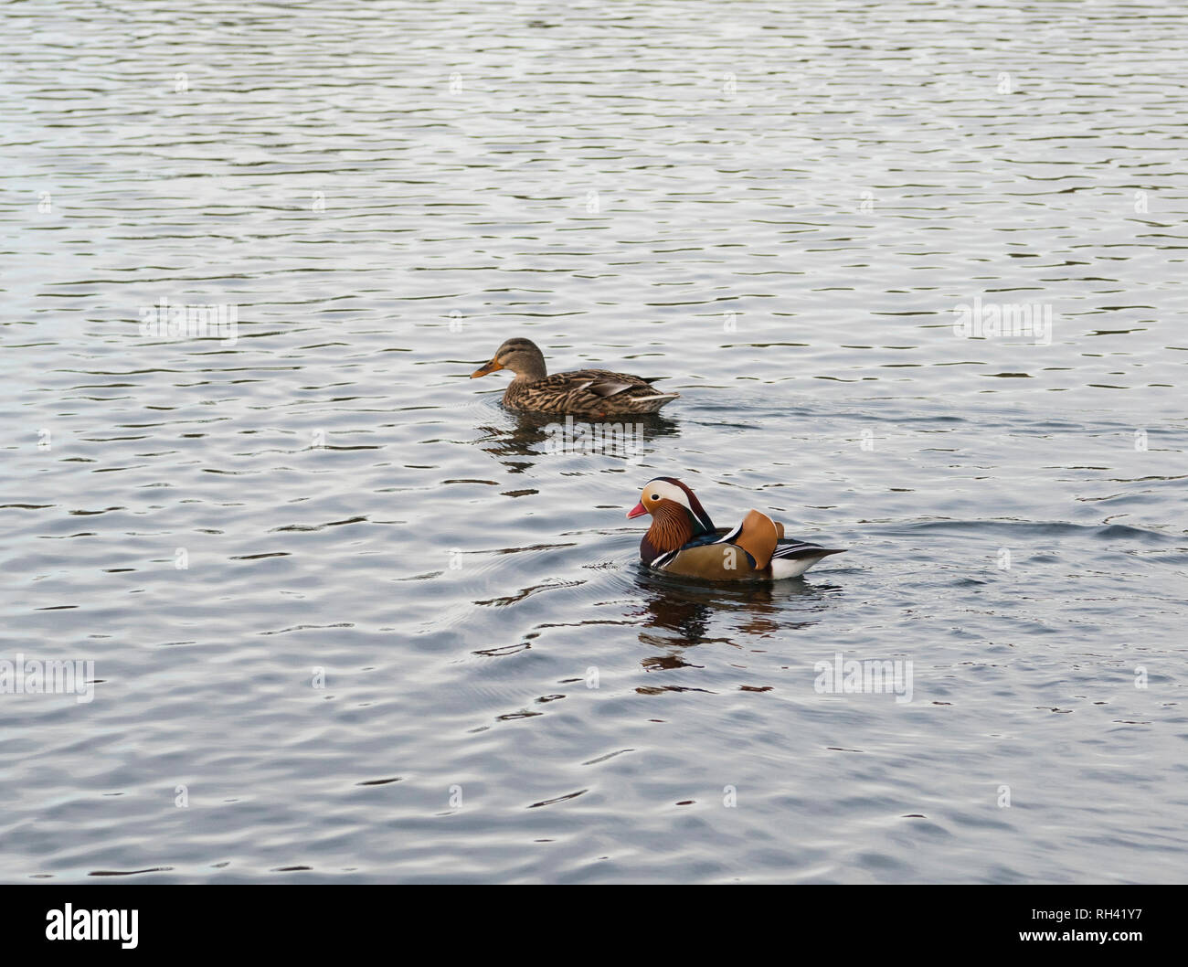 Mandarinente (Aix galericulata) und weibliche Stockente (Anas platyrhynchos) im Winter im Eye Green Local Nature Reserve, Peterborough, Cambridgeshire Stockfoto