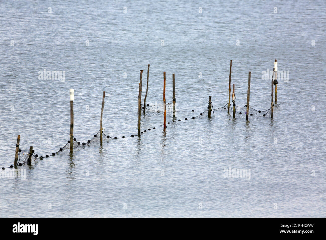 Fischfalle, genannt auch ein Pfund netto, entlang der Ufer des Tidal River Stockfoto