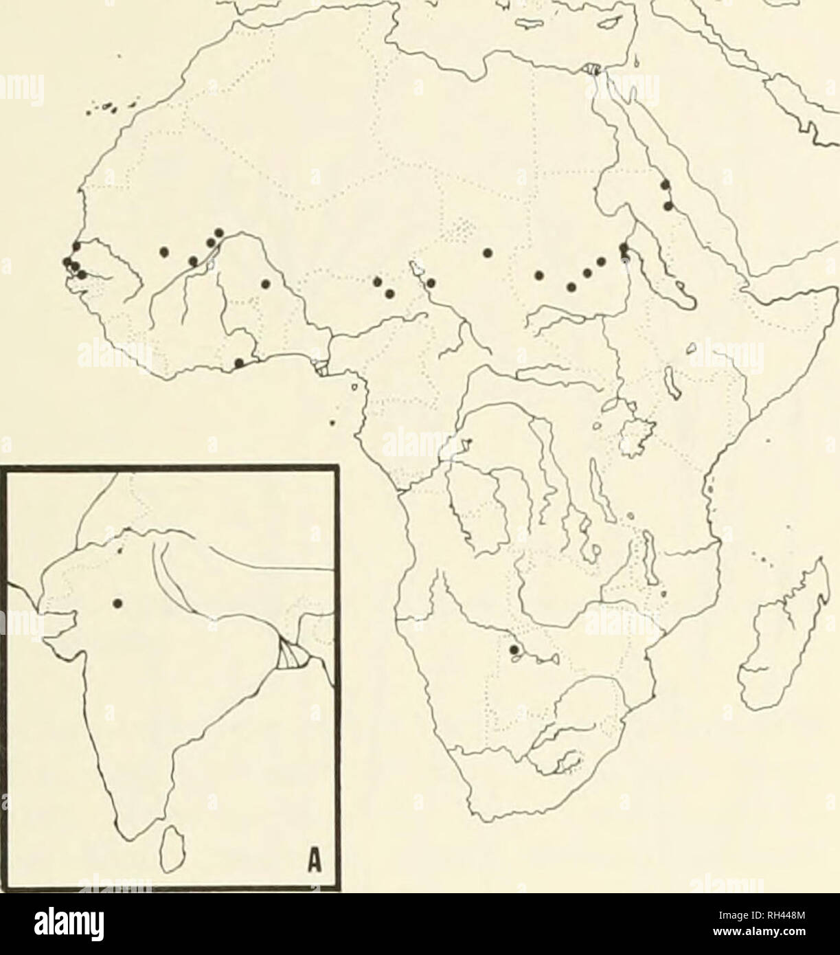 . Brigham Young University science Bulletin. Biologie -- Zeitschriften. Biologische Serie, Vol. 19, Nr. 2 Taxonomie der Gattung Chlohis ok (Gramineae) 43. Abb. 21. Verteilung von Chloris prieurii. Einfügung A: Indien. Indien, Rajasthan Prov., Jaipur, Raizada 2/53 (K). MALI: San. sancling, Chevalier 24,958 (P); Nara, Chudeau sm., 26 Jul 1918 (P); Tim buktu, Hagerup 239 (US). NIGERIA: Bomu Prov., 48 Mi n von Damaturu, De Leeuw 1150 (K). SENEGAL: Kaolack, Berhaut 456 (P); Mbambev, Chevalier 33,795 (P); Pointe Louis, Roberfi/149.16.2 (K). SUDAN: Blue Nile Prov., Bagein, 50 mi S von Khartum, Jackson 2336 (K Stockfoto