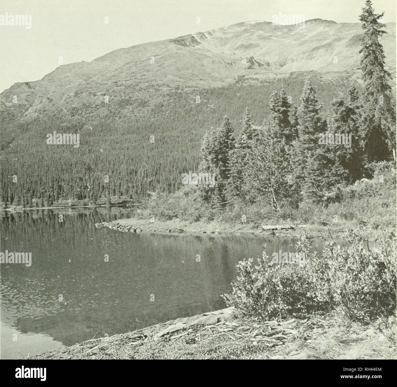 . Brigham Young University science Bulletin. Biologie -- Zeitschriften. Biologische Serie, Vol. 14, Nr. 4 Aufklärung ok Nohihern British Columbia. Ta. 6. Westlich über Goldfische See vom Campingplatz bei 57°39'N, 128°44' W. in Richtung Süden Ende des Eaglenest Bereich, mit gut entwickelten Boreal F "orest im Vordergrund und entlang der Flanken des vulkanischen Bereichs in der backgroimd. Das Camp befindet sich an ajipniximately 3800 Füße und die Crest auf Er- matel) 7500 Füße. Borealer Wald von? kca glaucu, Ah'iex lasincarpa und Pimis conturta. Das Ufer ist gesäumt mit Betuki glandulosa Stockfoto