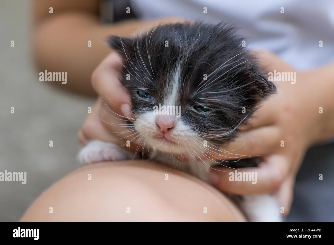 Kid Holding ein Neugeborenes Kätzchen Stockfoto