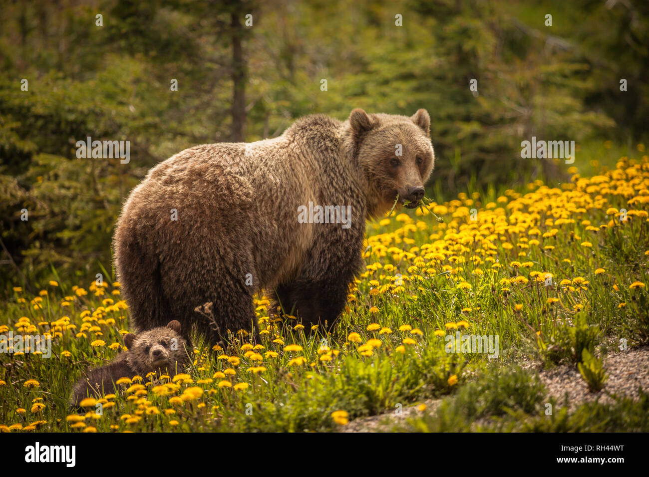 Bär im Nationalpark Jasper in Kanada. Alberta, Kanada. Stockfoto