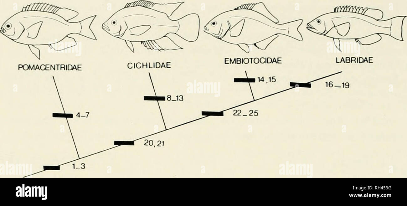 . Breviora. BREVIORA Nr. 472. Abbildung 1. Cladogram veranschaulichen Zusammenhänge der wichtigsten labroid Clades. Balken stellen gemeinsame abgeleitete Zeichen: (1) United oder gesicherte Fünfte ceratobranchials; (2) Wahre diarthrosis zwischen oberen pharyngeal Backen und basicranium; (3) Ungeteilte Schließmuskel oesophagi Muskel; (4) starke Blatt von Bindegewebe verbinden Unterkiefer mit einem Ligament, die Einsätze an der ceratohyal Knochen; (5) Nippel - wie Knöcherne Prozess auf ventrale Oberfläche der unteren pharyngeal Kiefer; (6) Pharyngo-cleithral Artikulation der charakteristischen Form; (7) Obliquus posterioren beherrschenden Muskel zu niedriger ph-Wert Stockfoto
