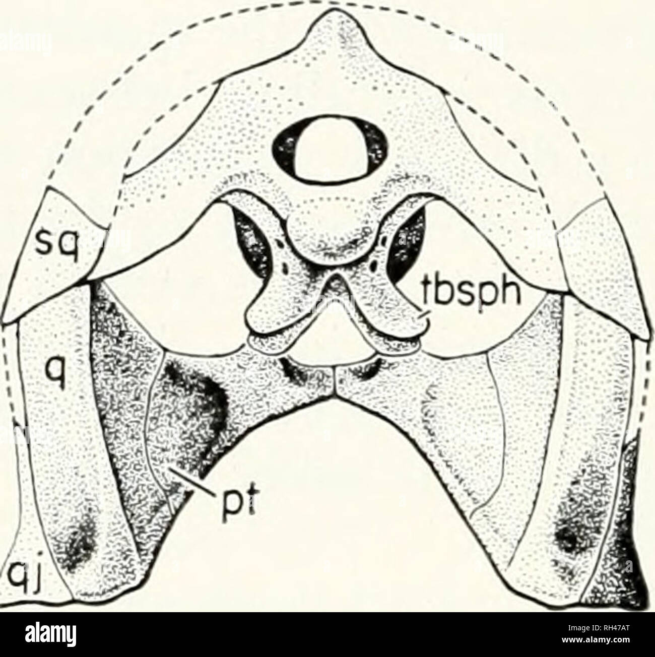 . Breviora. 4 BREVIORA Nr. 390. aiz^ Abbildung 2. Hintere Ansicht des Schädels; Dach wiederhergestellt, Pt, Lateralis; q, Quadrat; qj, quadratojugal; sq, squamosal; tbsph, basispheuoidal tubera. X1.. Bitte beachten Sie, dass diese Bilder sind von der gescannten Seite Bilder, die digital für die Lesbarkeit verbessert haben mögen - Färbung und Aussehen dieser Abbildungen können nicht perfekt dem Original ähneln. extrahiert. Harvard University. Museum für Vergleichende Zoologie. Cambridge, Mass., Museum für Vergleichende Zoologie, Harvard University Stockfoto