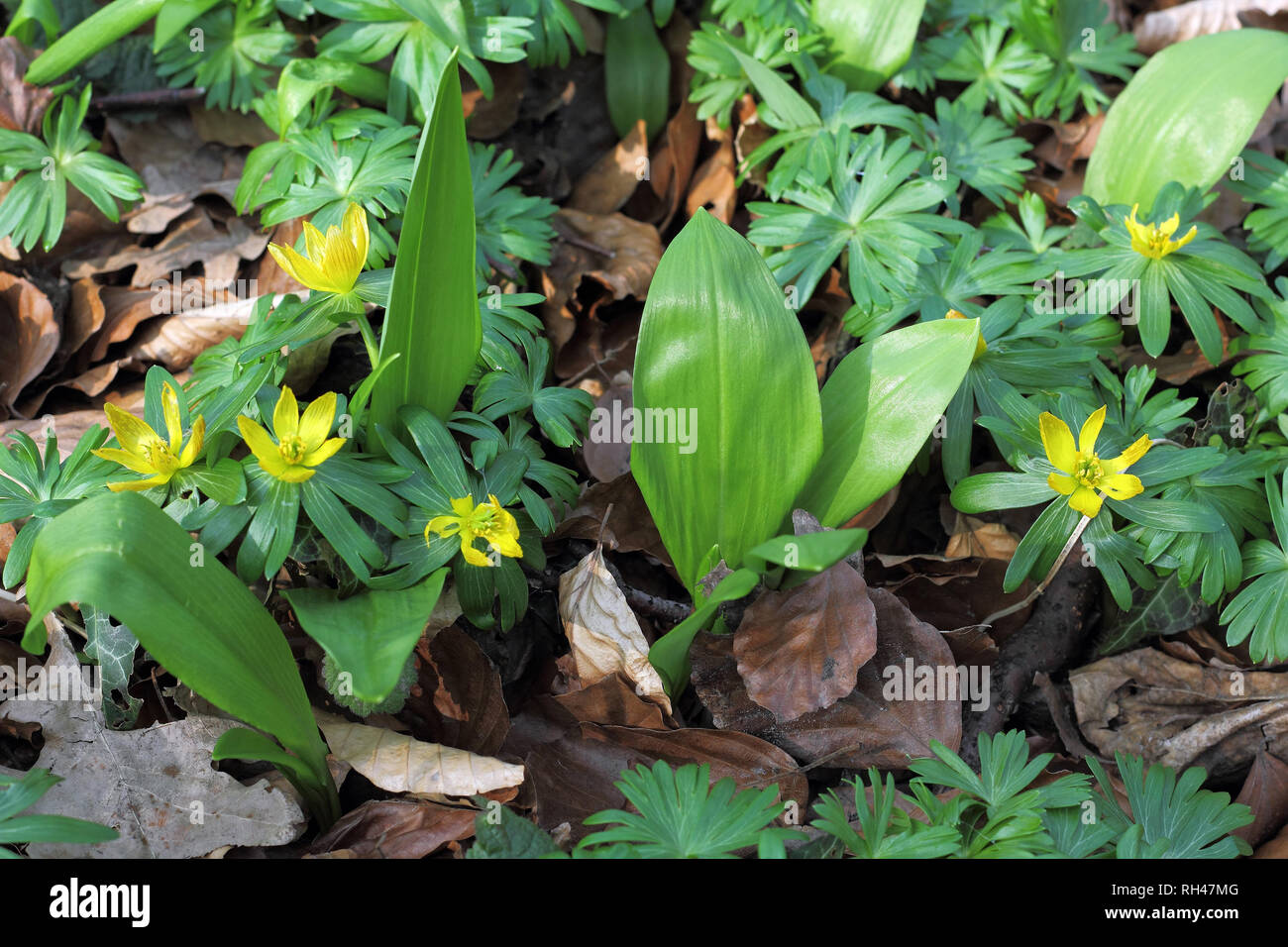 Bärlauch und Winter Aconitum im zeitigen Frühjahr Stockfoto