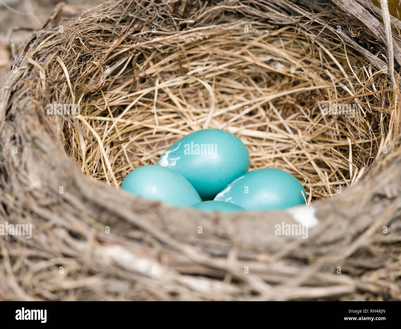 Robin's Nest mit 4 Eiern: Vier blaue American Robin Eier in eine gut gebaute Nest von getrockneten Gräsern und Zweigen. Stockfoto