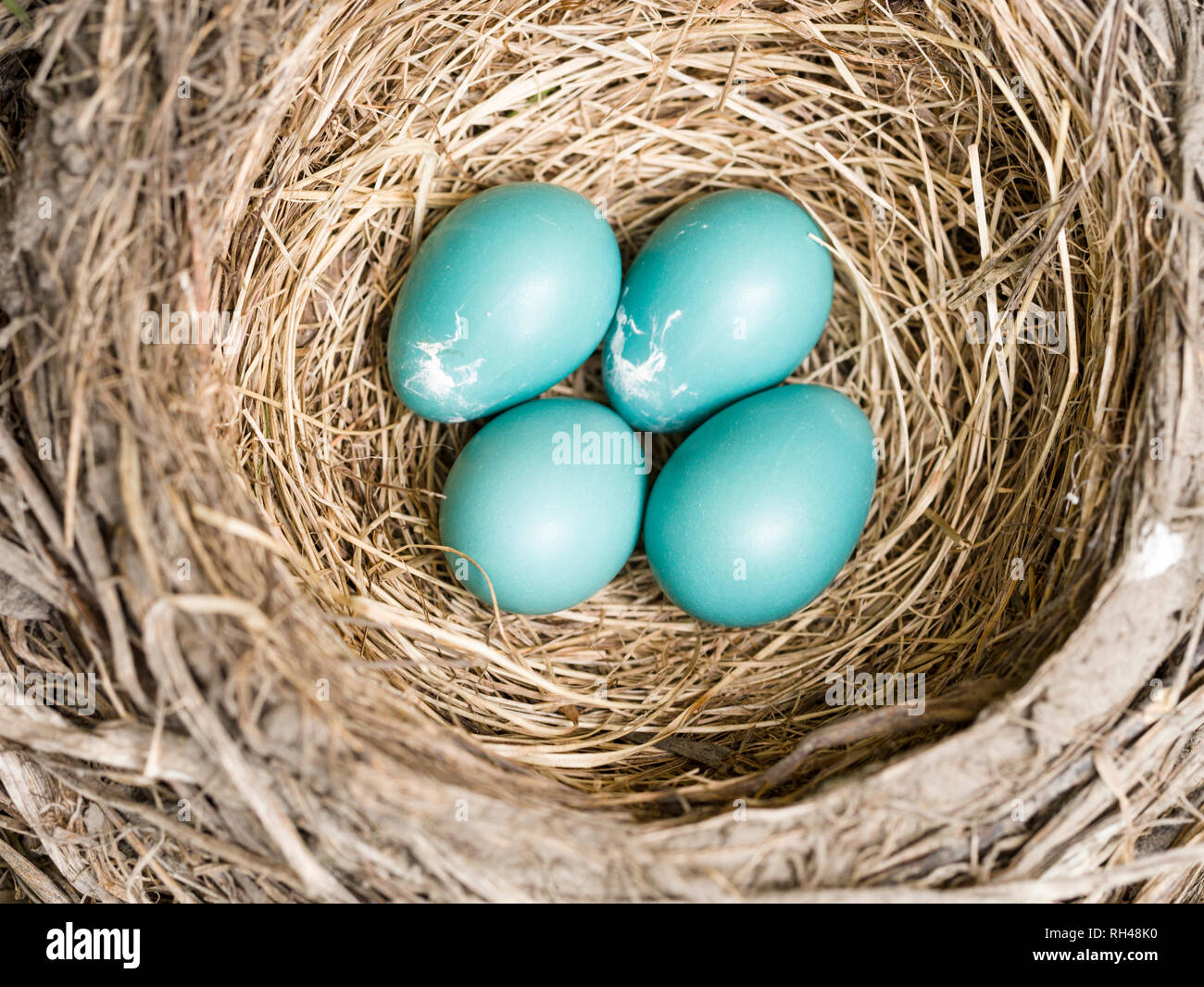 Robin's Nest mit 4 Eiern: Vier blaue American Robin Eier in eine gut gebaute Nest von getrockneten Gräsern und Zweigen. Stockfoto