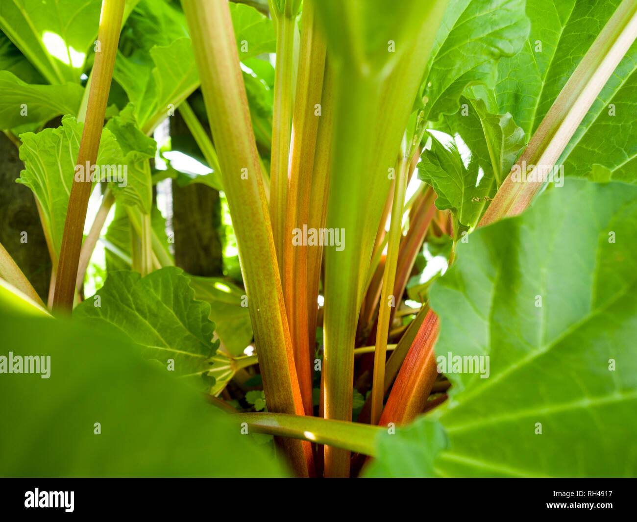 Rhabarber: Bestände von grünen und roten Rhabarber durch ihre große grüne Blätter eingerahmt. Stockfoto