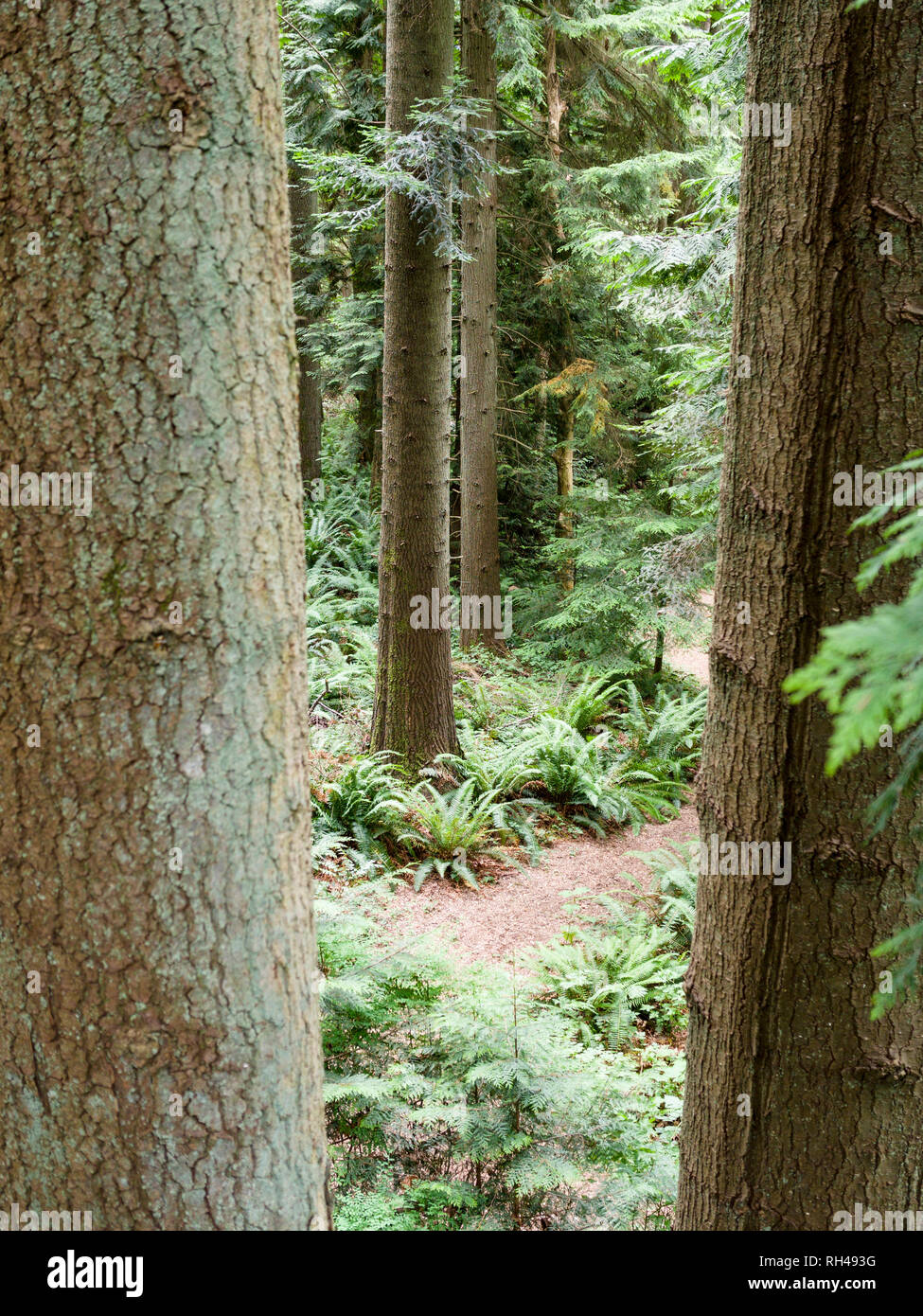 Pfad zwischen den Bäumen: Ein kleiner Pfad zwischen zwei großen Baumstämmen windet sich durch den Boden eines reifen Westküste Regenwald auf dem Gelände der UBC gesehen. Stockfoto