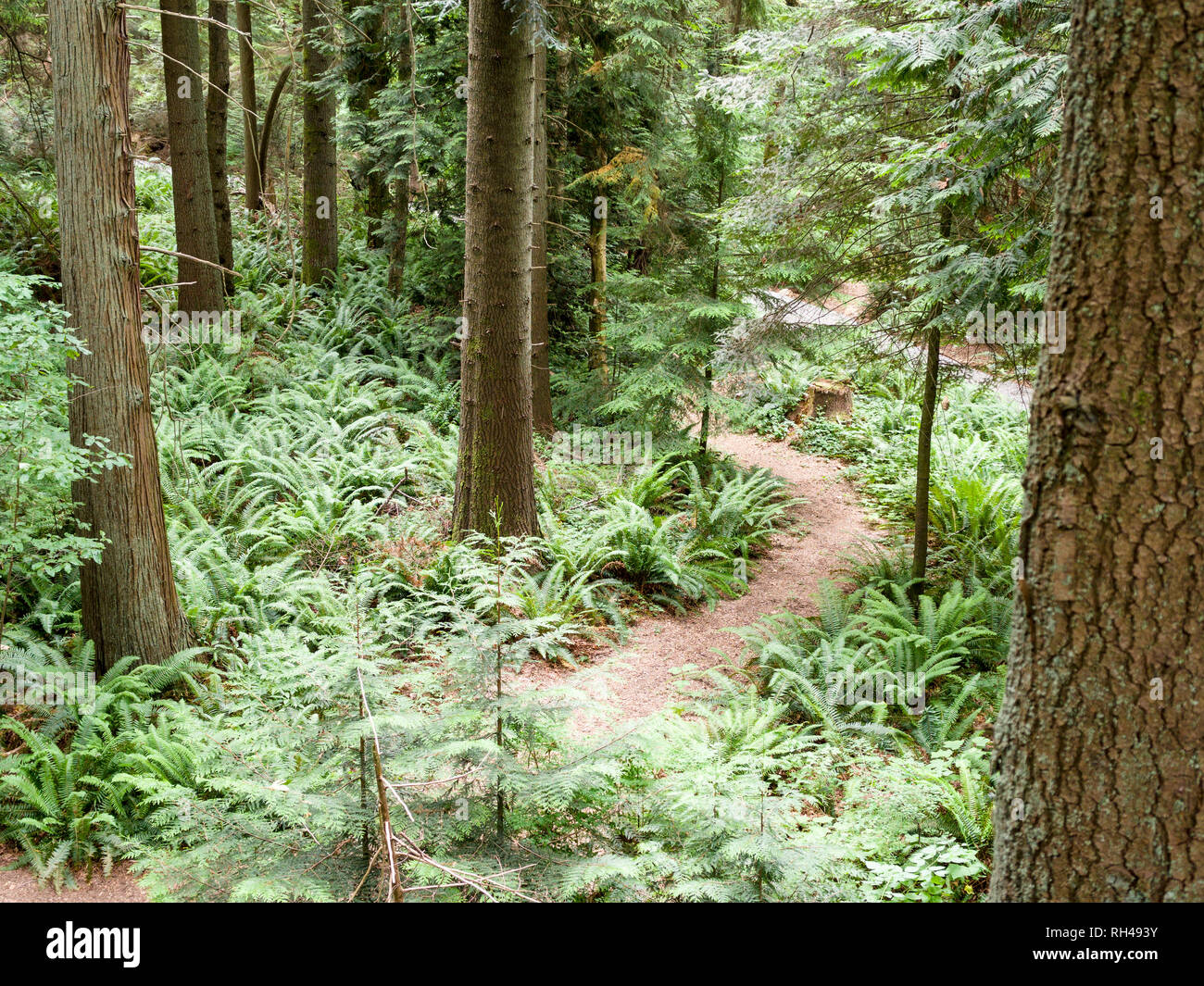 Die Regenwaldes lebt Etage: ein kleiner Weg schlängelt sich durch den Farn bedeckten Boden eines reifen Westküste Regenwald auf dem Gelände des UBC. Stockfoto