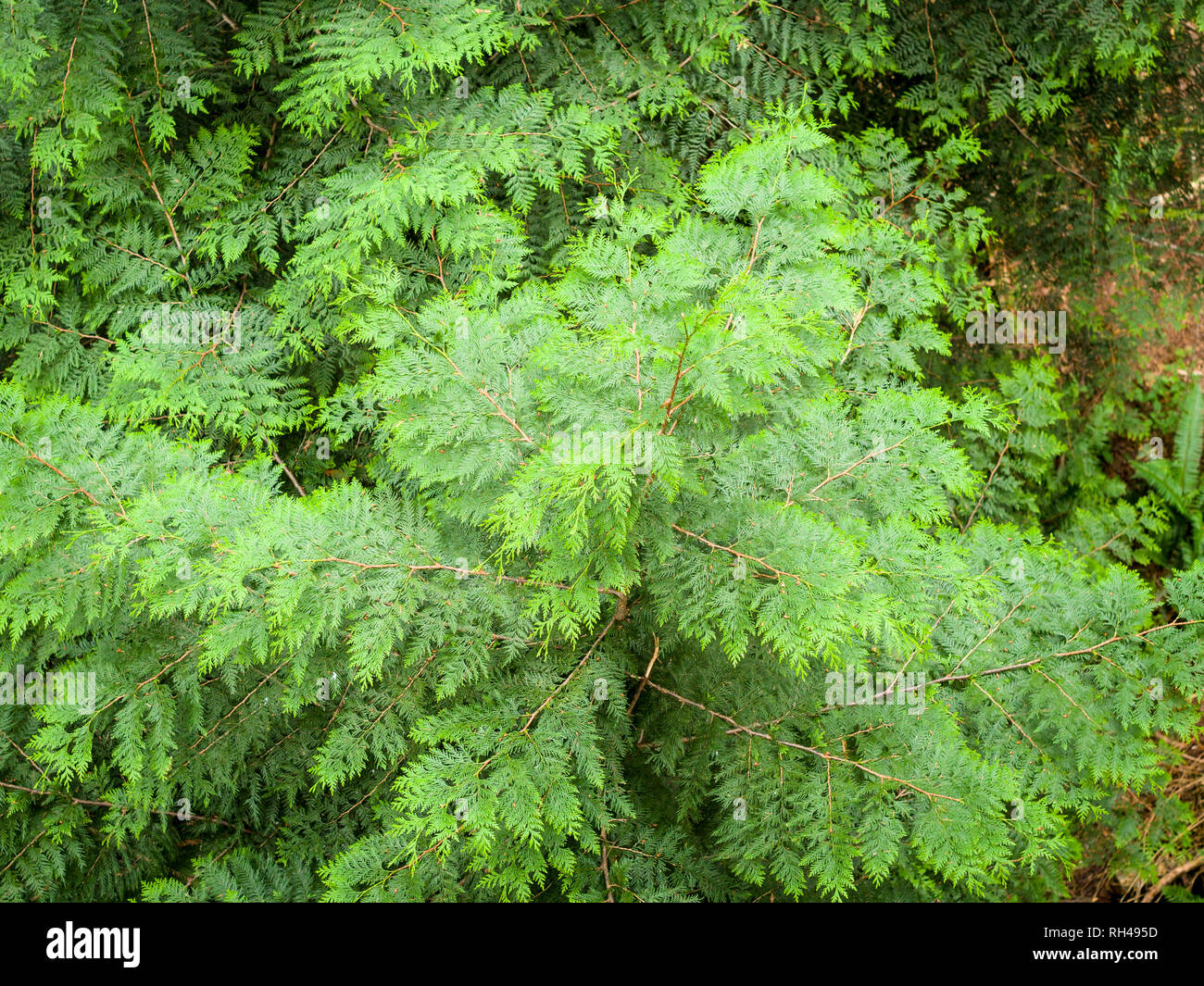 Erreicht für das Licht: eine junge Western Red Cedar Bäumchen Sprossen aus dem Waldboden und erreicht auf dem Vordach. Stockfoto