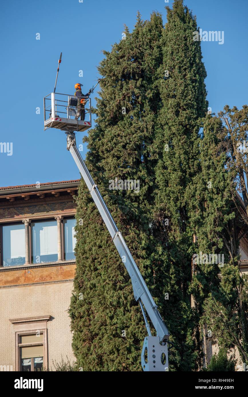 Gärtner schneiden Baum auf der mobilen Plattform Stockfoto