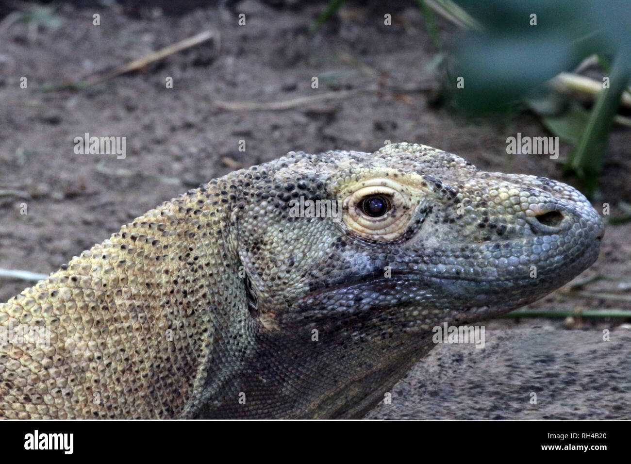 Kimodo Dragon in Zoo Stockfoto