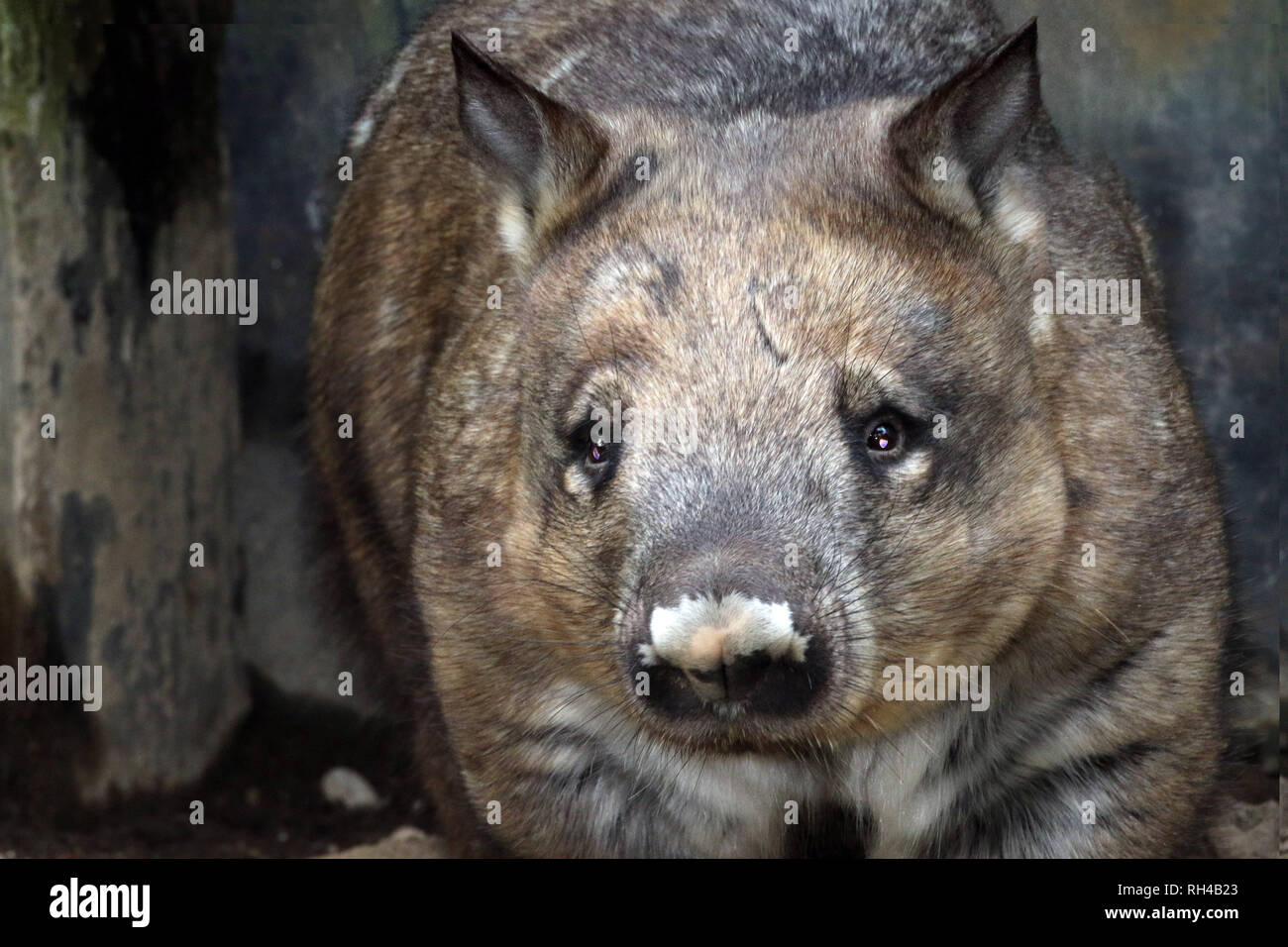 Wombat in Zoo Stockfoto