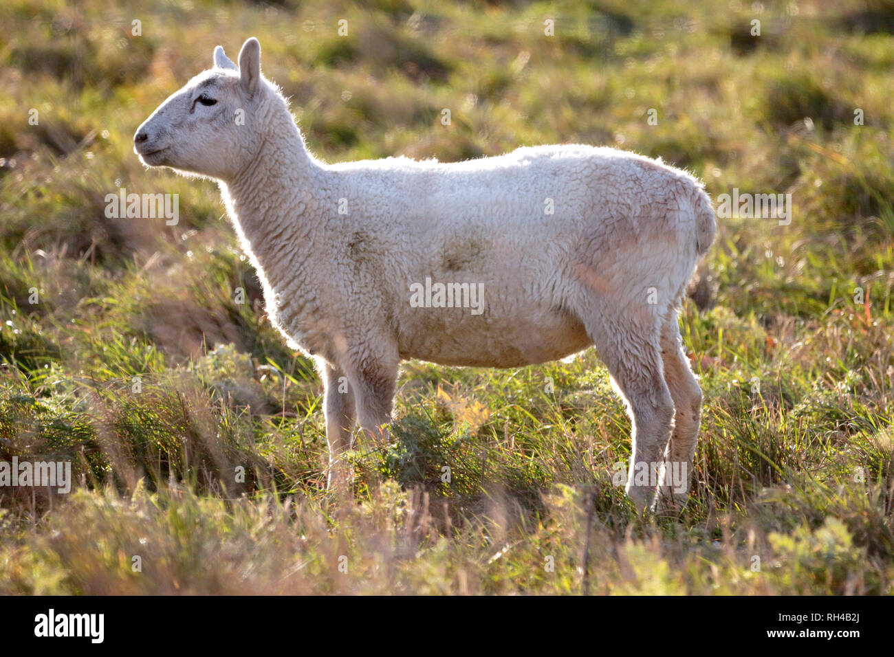 Weiß suffolk Schafe auf der Weide Stockfoto
