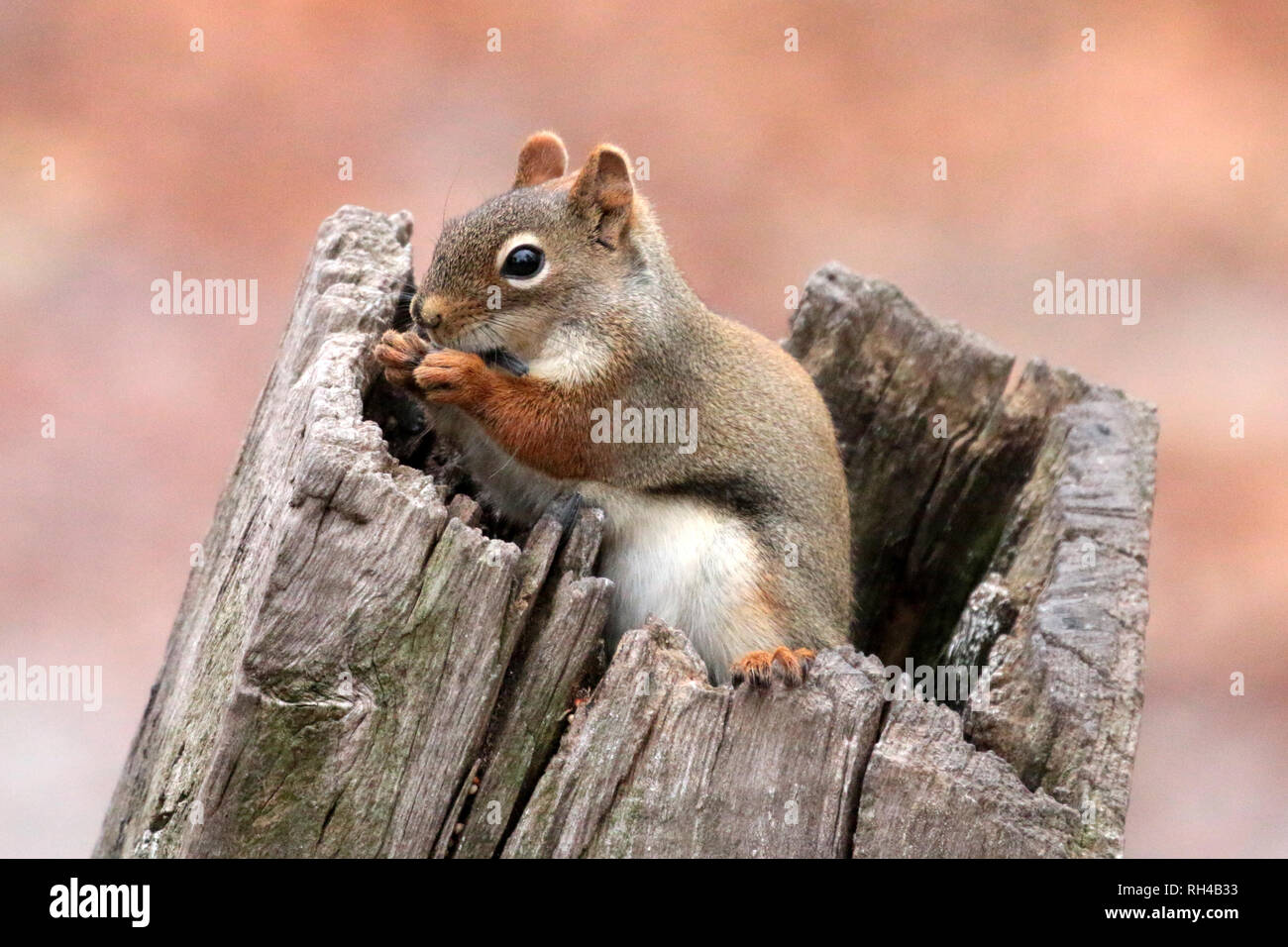 Eichhörnchen im Naturschutzgebiet Stockfoto