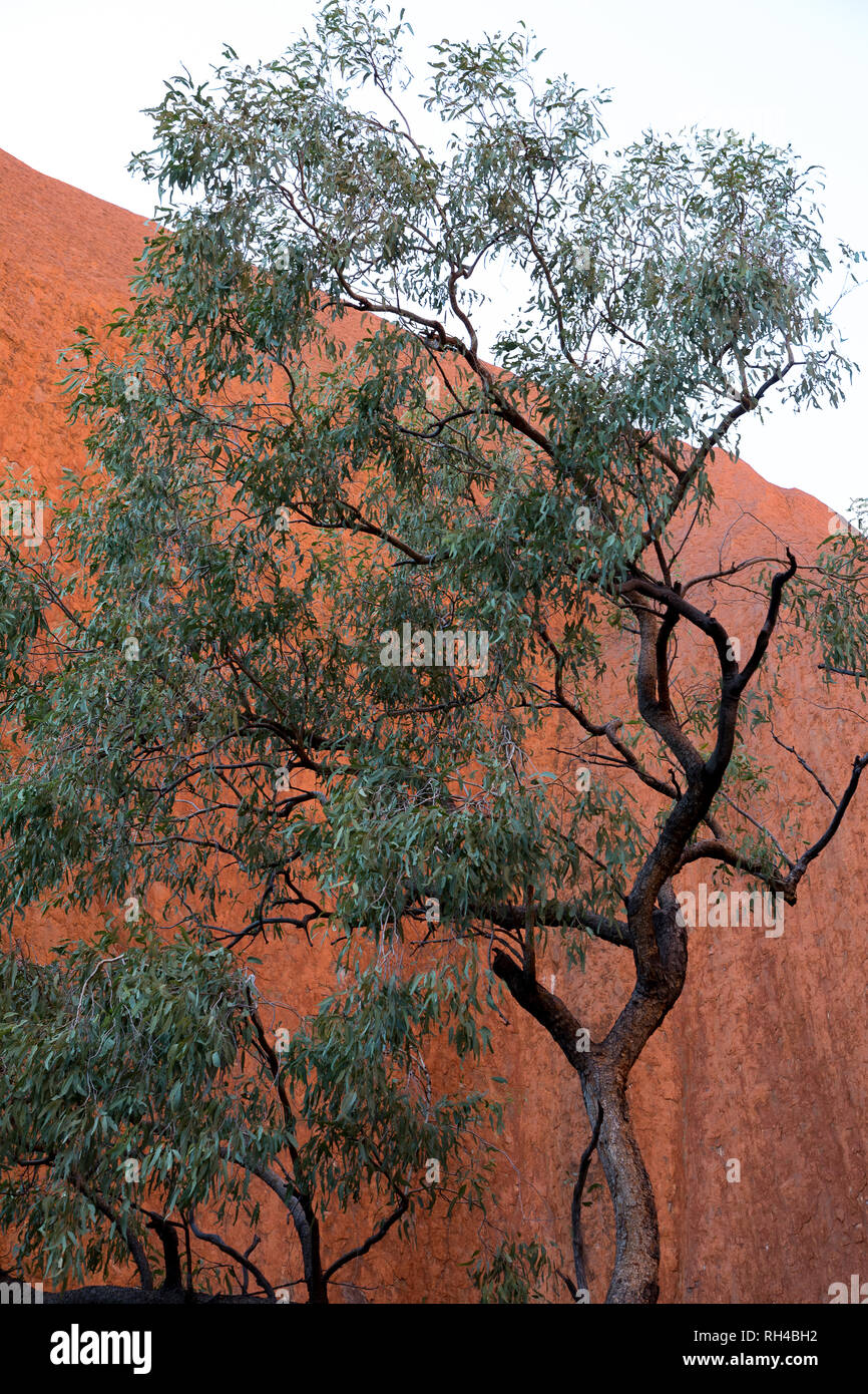Australische Gum Tree vor dem Hintergrund eines roten Felsen Stockfoto