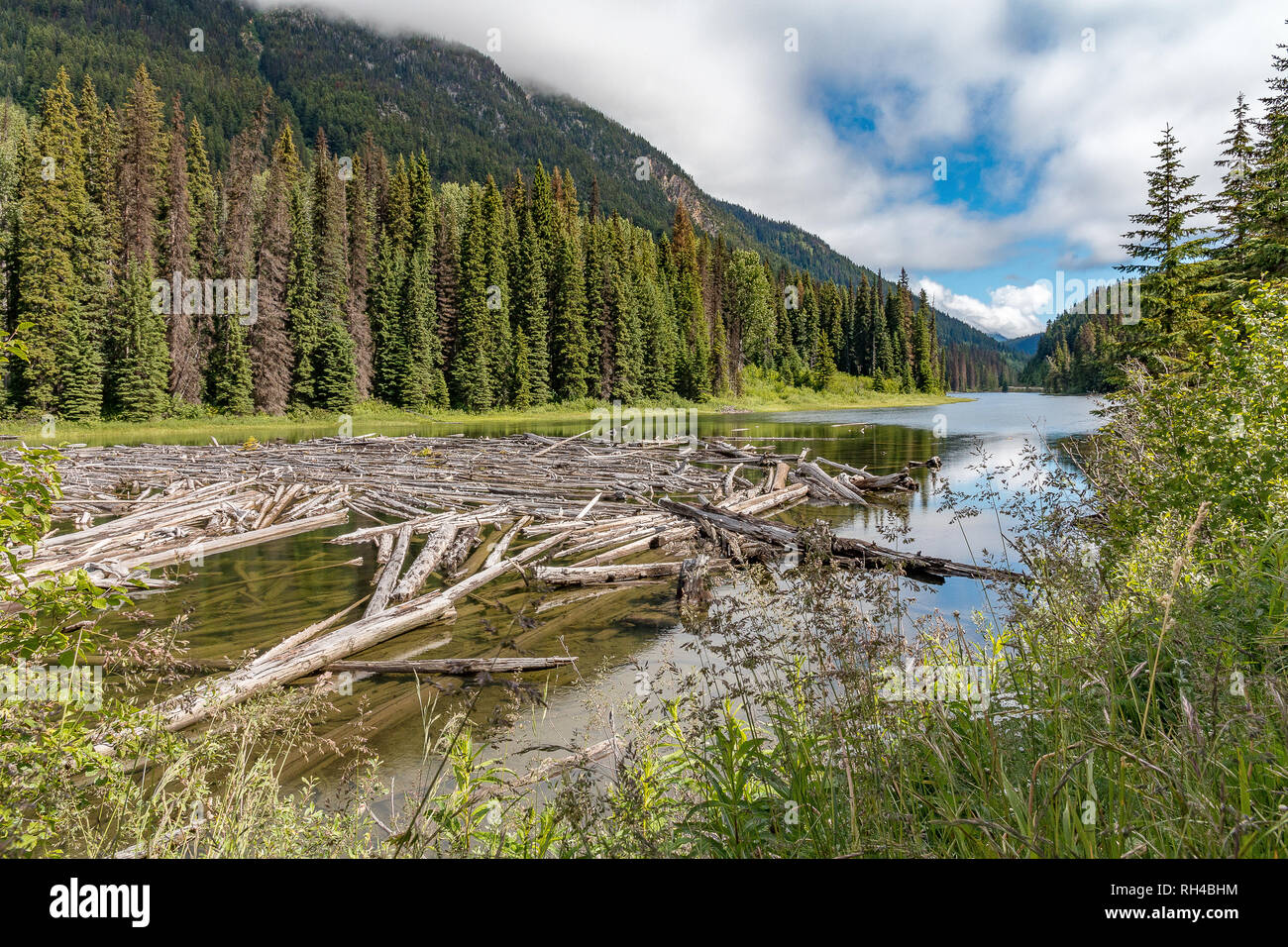 Kanadische Landschaft mit Fluss, Bäume und Protokolle Stockfoto