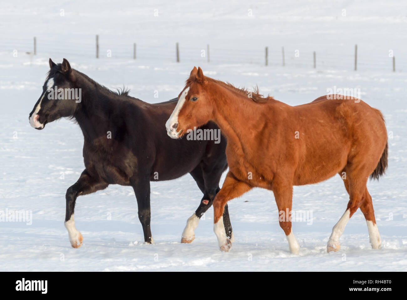 Zwei schöne Pferde - eine schwarz, der andere braun, beide mit Weißen in Gesichtern - um verschneite Weide an einem Wintertag in ländlichen Alberta, Kanada laufen Stockfoto