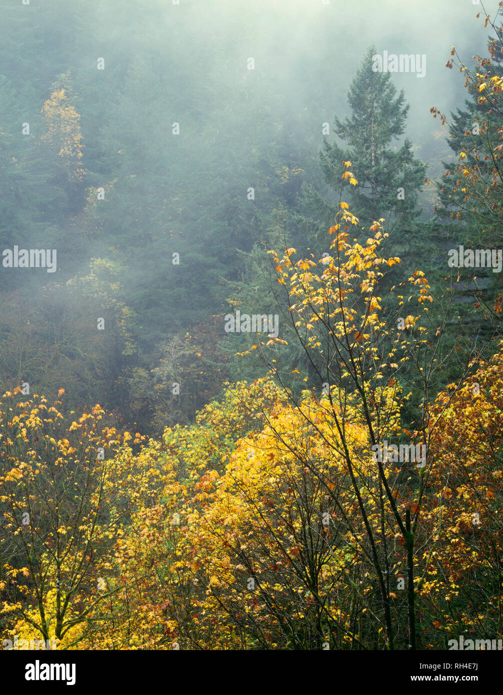 USA, Oregon, Silver Falls State Park, Koniferen und Fallen - farbige Ahornhölzer sind durch Nebel aufgeweicht. Stockfoto