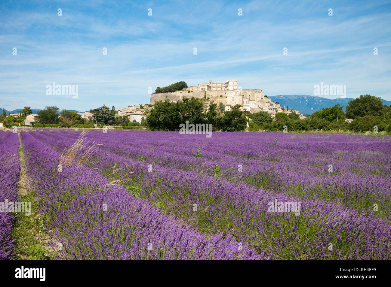 Idyllische, sonnige Lavendelfeld, Valence, Auvergne-Rh ne-Alpes, Frankreich Stockfoto