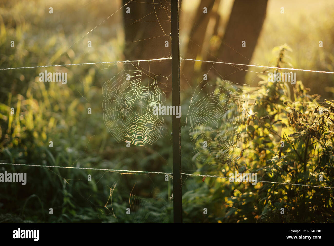 Filigrane Spinnennetze, die auf den ländlichen Zaun Stockfoto