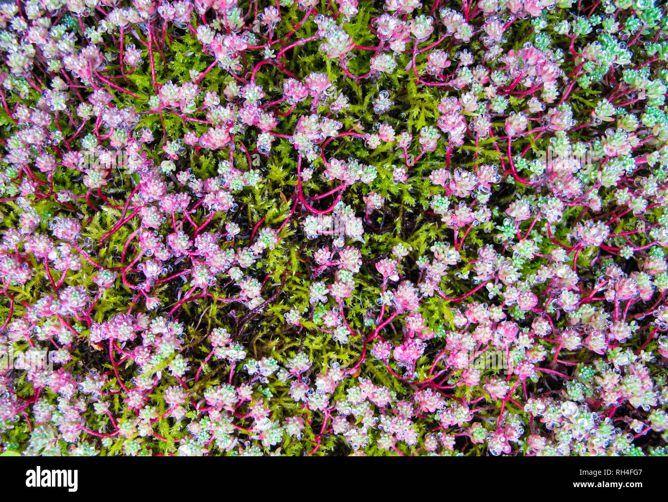 Natürlichen Hintergrund von vielen Blättern und Rosa stammt von Sedum, Moos und eine Menge Tautropfen Stockfoto