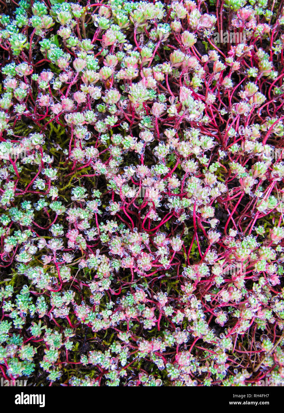 Natürlichen Hintergrund von vielen Blättern und Rosa stammt der Sedum mit viel Tau Tropfen Stockfoto