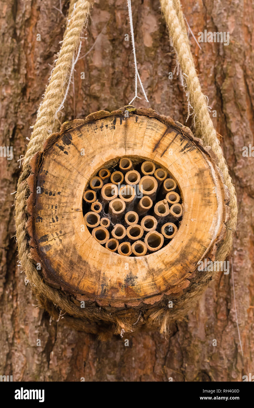 Insekt hotel für Insekten, Käfer, Maden und Spinnen. Mit hohlen Bambusrohre gefüllt und das Hängen von einem Baum durch ein Seil. Natürliche Wälder Hintergrund. Stockfoto