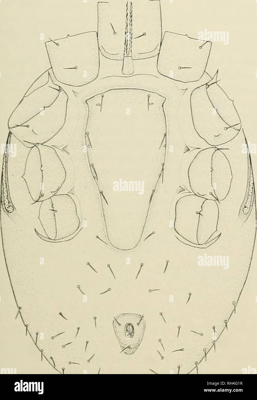 . Brigham Young University science Bulletin. Biologie -- Zeitschriften. Biologische Serie, Vol. 20, Nr. 2, Teil 3 Systematik der Neothopical Hibstionyssus 115 Lage Chela38/Nin; Länge des zweiten retrolateralen Scopula der Segment 80/im. Deutonymph: Abb. 34-35. Beine. Coxal Formel 0-2-1-0 Sporn; ventralen Sporne der Coxa II und III Klein (Länge 2-3/im; basal Breite 7-9/mi) und breit gerundet (Mai undeutlich breiten Bergrücken werden). Üblichen bein Seten und nonnall)" entwickelt. Venter. Der Sternalen Schild trägt 4 Paar Seten und 3 Paar Poren; anterioren Rand mäßig konvex; posterior Ende verengt posterior zu mir Stockfoto