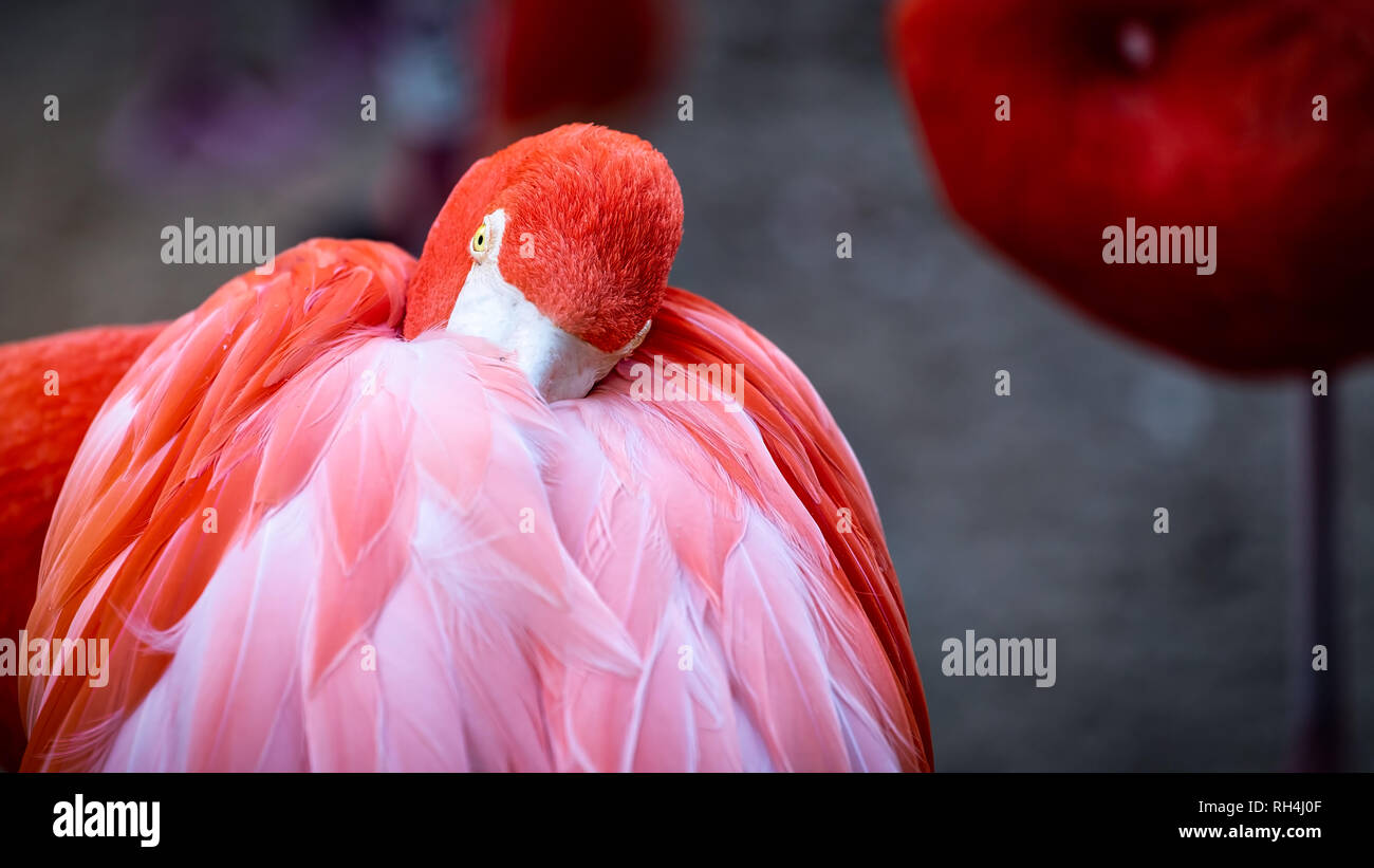 Ein flamingo Schlaf- und Warmhalten mit seinen Schnabel in den Federn. Stockfoto