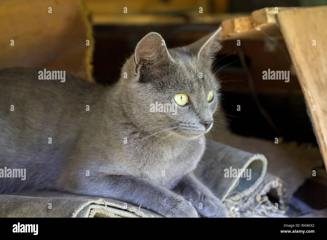 Russisch Blau Katze Stockfoto Bild 234287370 Alamy
