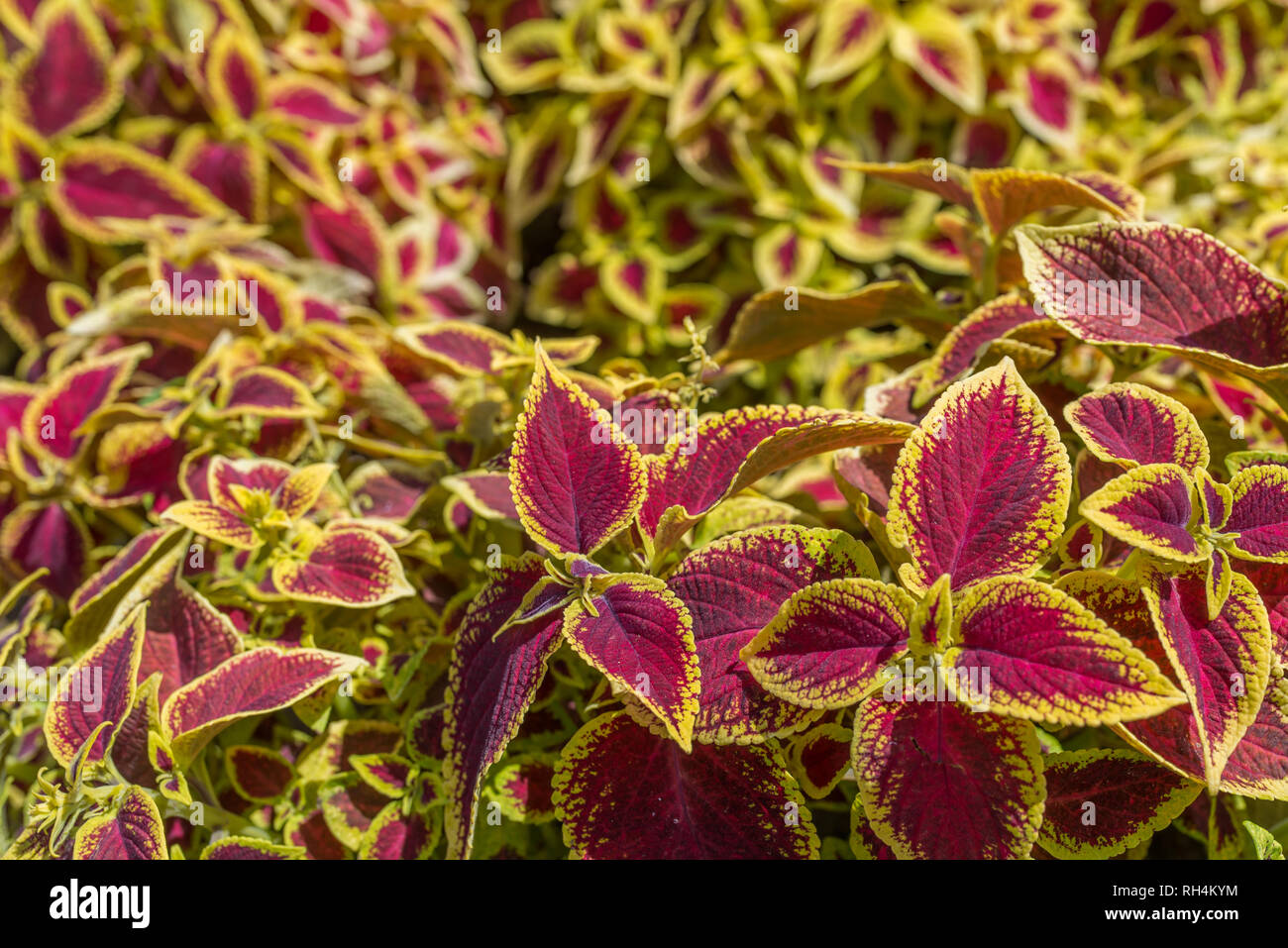 Rot-gelbe Blätter der Pflanze Coleus Stockfoto