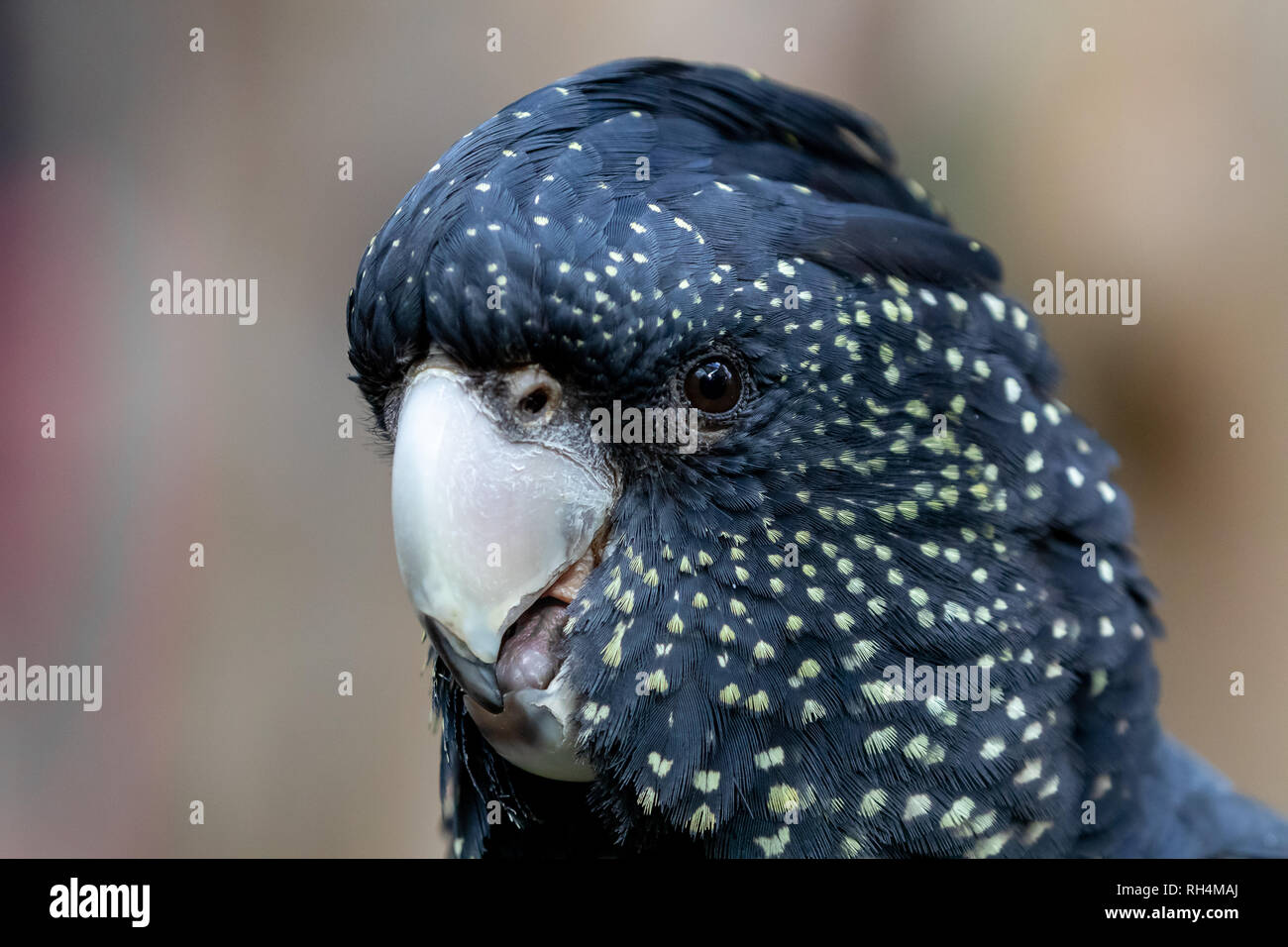 Australian Red-tailed black Cockatoo (calyptorhynchus banksii) Stockfoto