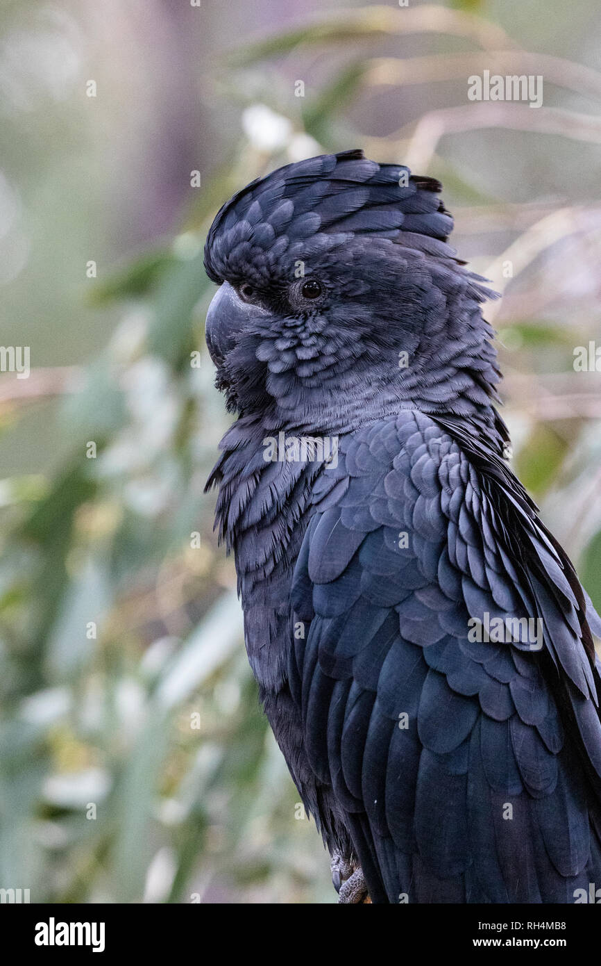 Australian Red-tailed black Cockatoo (calyptorhynchus banksii) Stockfoto