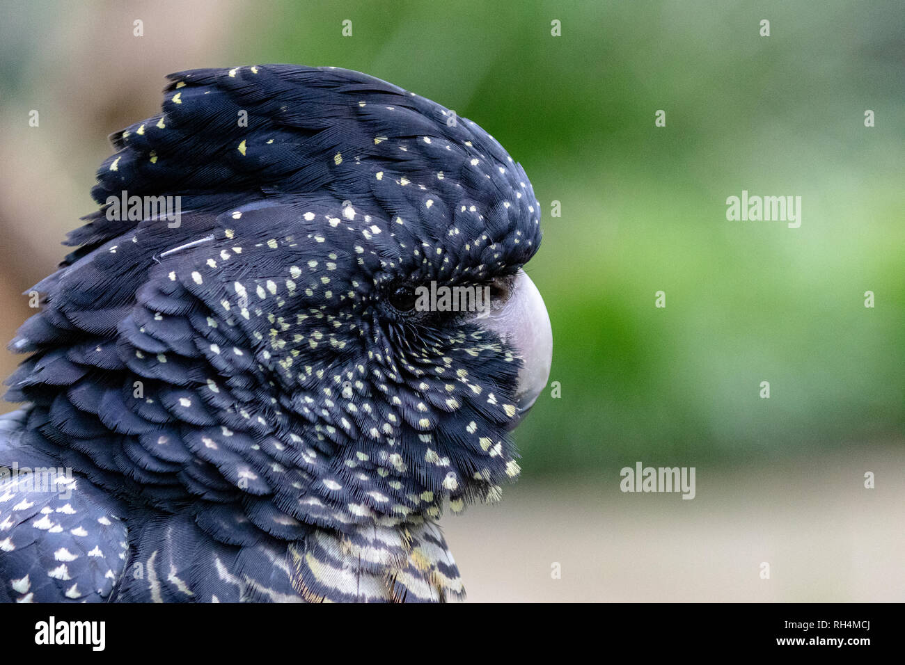 Australian Red-tailed black Cockatoo (calyptorhynchus banksii) Stockfoto